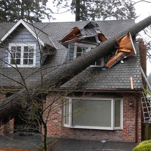 SALTY DOG ROOFING SIDING Storm Damage tree