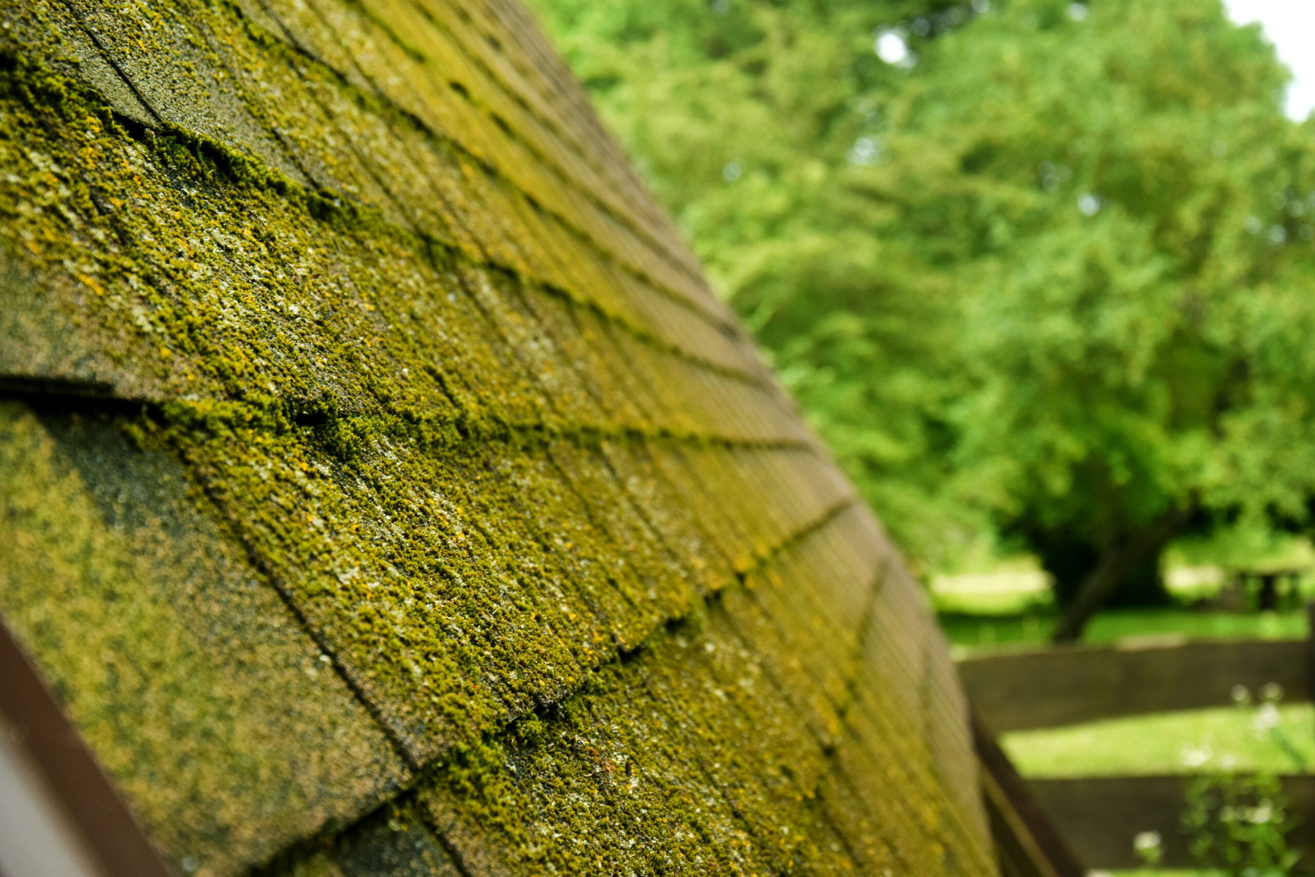 Roof moss removal needed on asphalt shingles in a humid, shaded area in Charleston, SC.